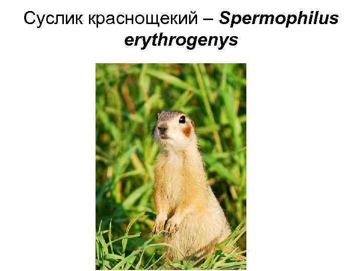 Суслик краснощекий – Spermophilus erythrogenys 