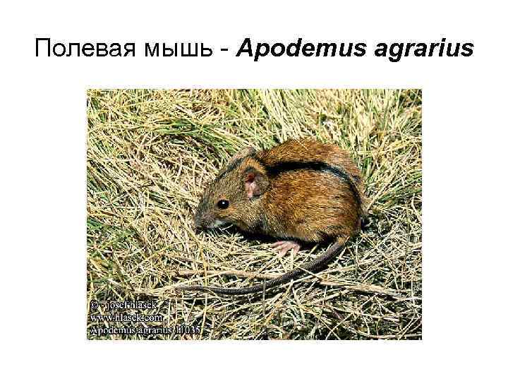 Полевая мышь - Apodemus agrarius 