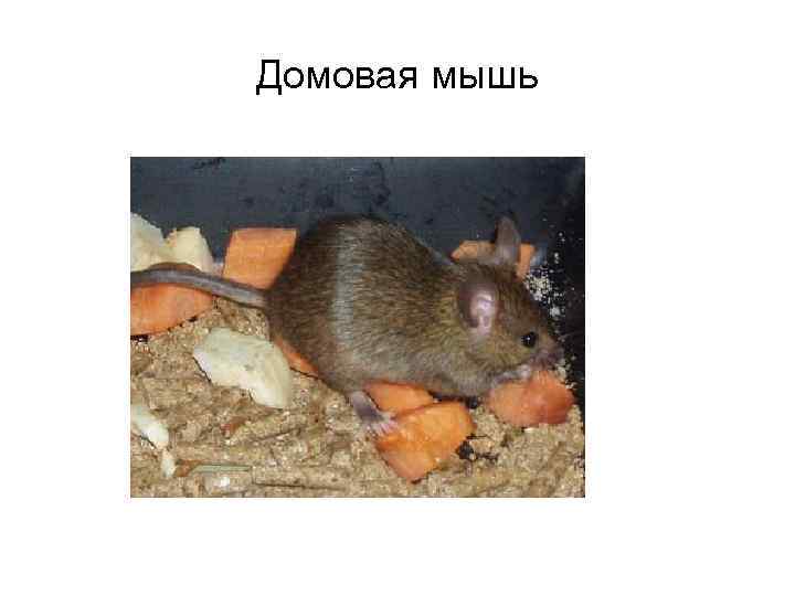 Домовая мышь 