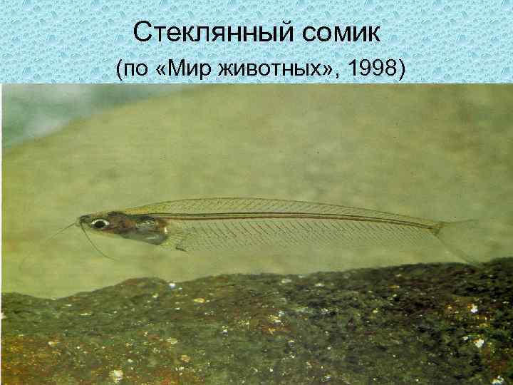 Стеклянный сомик (по «Мир животных» , 1998) 