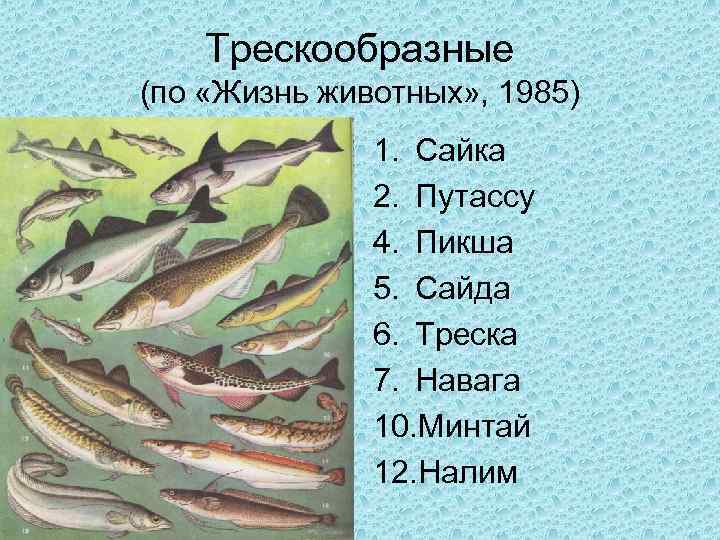 Трескообразные (по «Жизнь животных» , 1985) 1. Сайка 2. Путассу 4. Пикша 5. Сайда