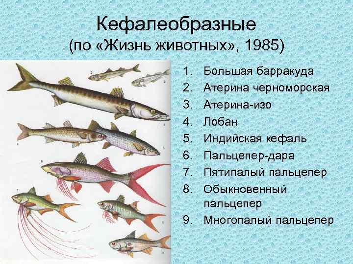 Кефалеобразные (по «Жизнь животных» , 1985) 1. 2. 3. 4. 5. 6. 7. 8.