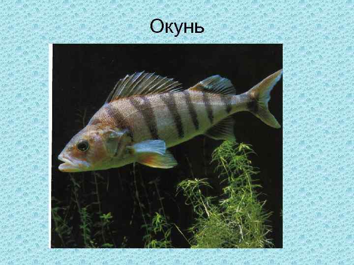 Окунь 