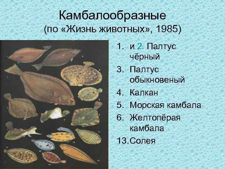Камбалообразные (по «Жизнь животных» , 1985) 1. и 2. Палтус чёрный 3. Палтус обыкновеный
