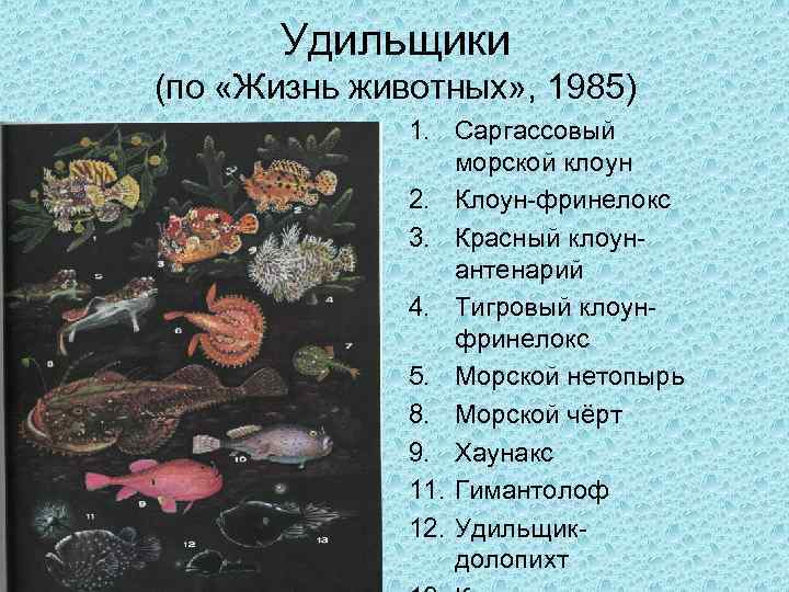 Удильщики (по «Жизнь животных» , 1985) 1. Саргассовый морской клоун 2. Клоун-фринелокс 3. Красный