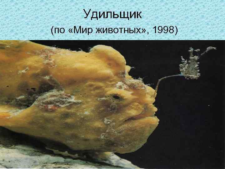 Удильщик (по «Мир животных» , 1998) 