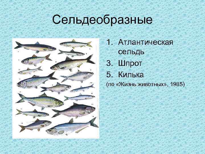 Сельдеобразные 1. Атлантическая сельдь 3. Шпрот 5. Килька (по «Жизнь животных» , 1985) 