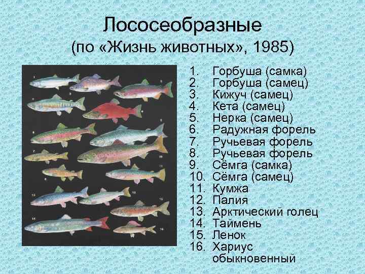 Лососеобразные (по «Жизнь животных» , 1985) 1. 2. 3. 4. 5. 6. 7. 8.