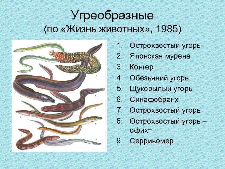 Угреобразные (по «Жизнь животных» , 1985) 1. 2. 3. 4. 5. 6. 7. 8.