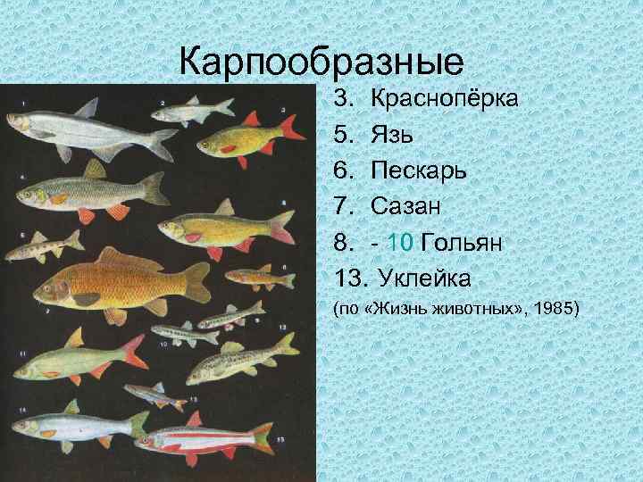 Рыбы примеры 3 класс. Рыба семейства карпообразных. Отряд Карпообразные представители. Представители компоолобразных рыб.