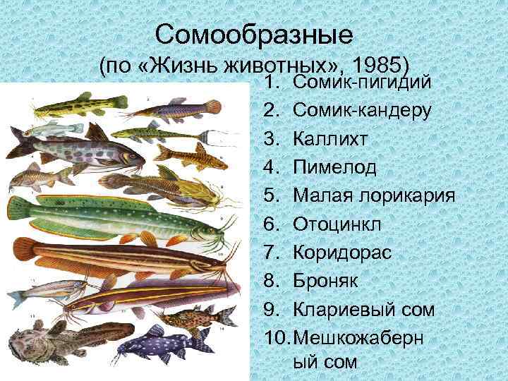 Сомообразные (по «Жизнь животных» , 1985) 1. Сомик-пигидий 2. Сомик-кандеру 3. Каллихт 4. Пимелод
