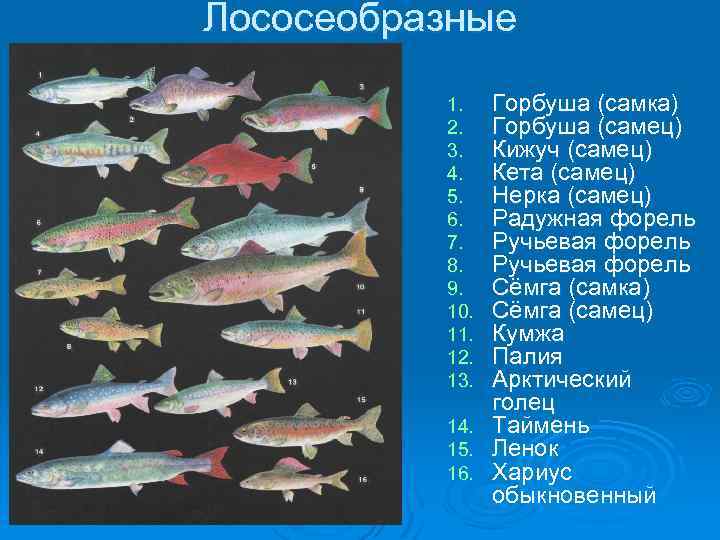 Виды лососевых рыб список и фото