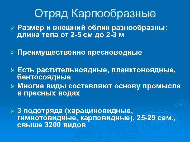 Отряд Карпообразные Ø Размер и внешний облик разнообразны: длина тела от 2 -5 см