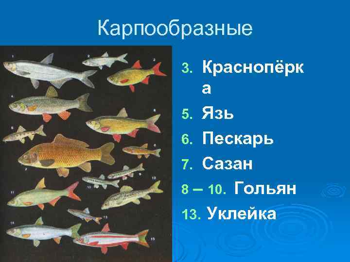 Карпообразные Краснопёрк а 5. Язь 6. Пескарь 7. Сазан 8 – 10. Гольян 13.