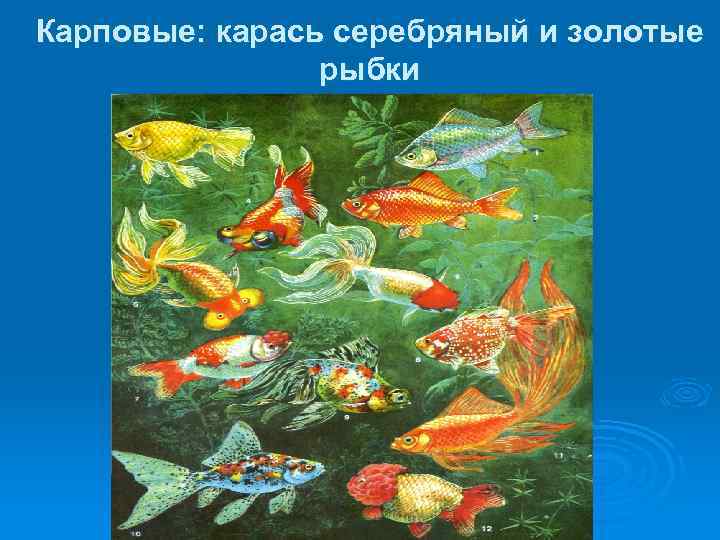 Карповые: карась серебряный и золотые рыбки 