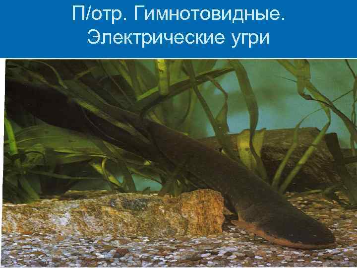 П/отр. Гимнотовидные. Электрические угри 
