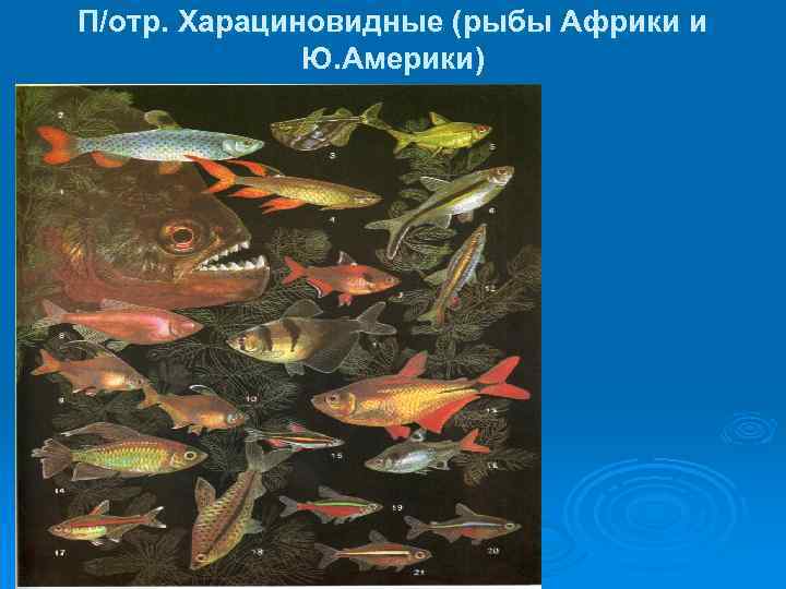 П/отр. Харациновидные (рыбы Африки и Ю. Америки) 