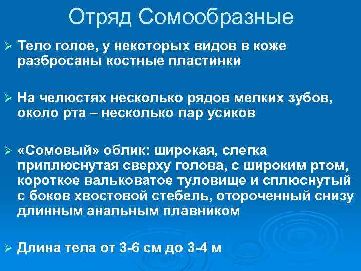 Отряд Сомообразные Ø Тело голое, у некоторых видов в коже разбросаны костные пластинки Ø