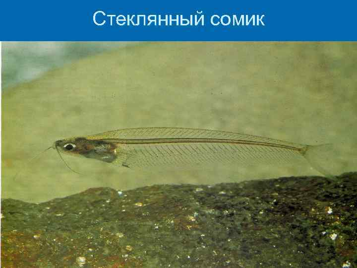 Стеклянный сомик 