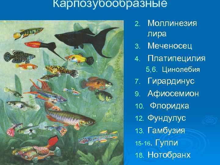 Карпозубообразные 2. 3. 4. Моллинезия лира Меченосец Платипецилия 5, 6. Цинолебия Гирардинус 9. Афиосемион