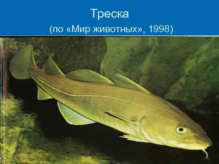 Треска (по «Мир животных» , 1998) 