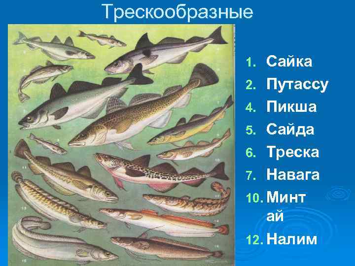 Тресковая рыба 7. Рыба семейства тресковых навага. Отряд тресковые представители. Отряд тресковые рыбы представители. Треска семейство тресковых.