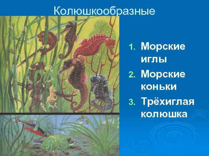 Колюшкообразные Морские иглы 2. Морские коньки 3. Трёхиглая колюшка 1. 