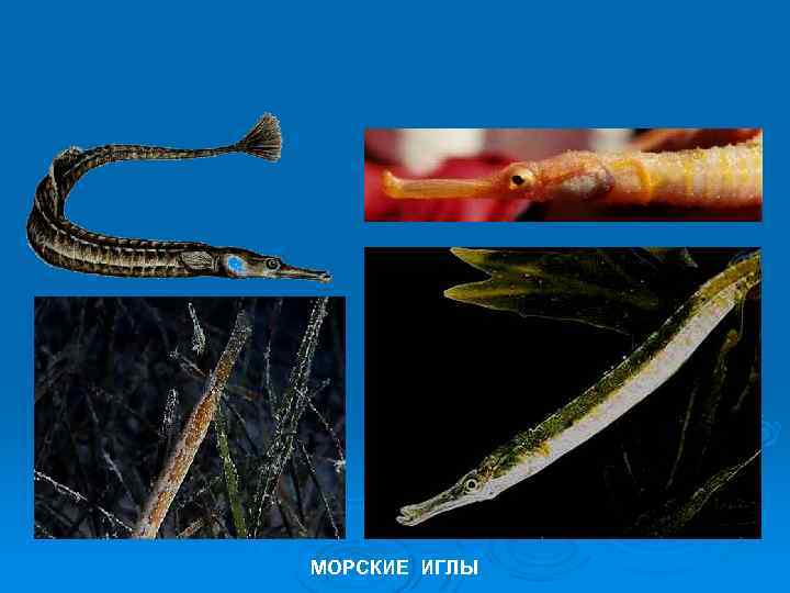 РАЗМНОЖЕНИЕ КОСТНЫХ РЫБЫ ЗАБОТА О ПОТОМСТВЕ МОРСКИЕ ИГЛЫ 
