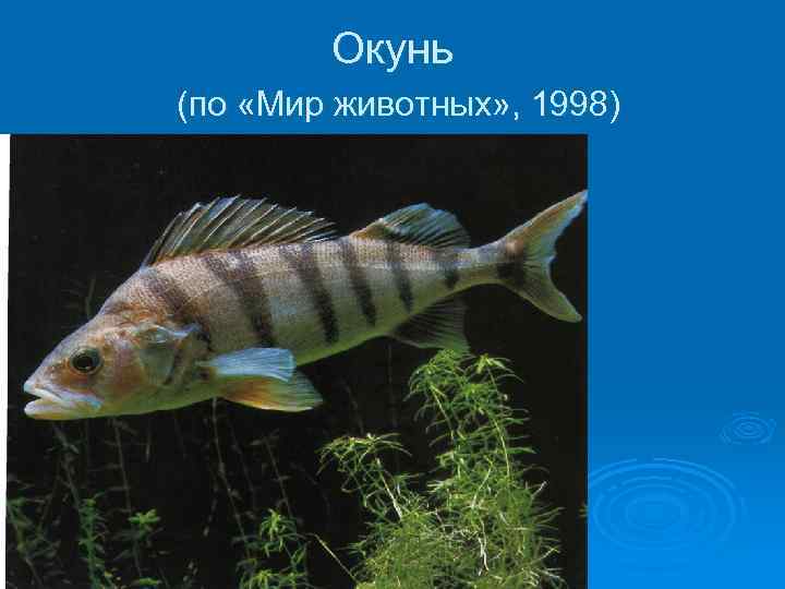 Окунь (по «Мир животных» , 1998) 