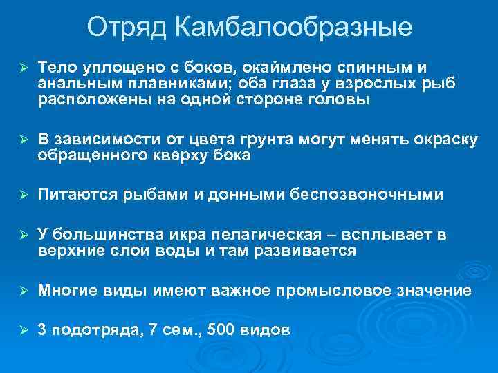 Отряд Камбалообразные Ø Тело уплощено с боков, окаймлено спинным и анальным плавниками; оба глаза