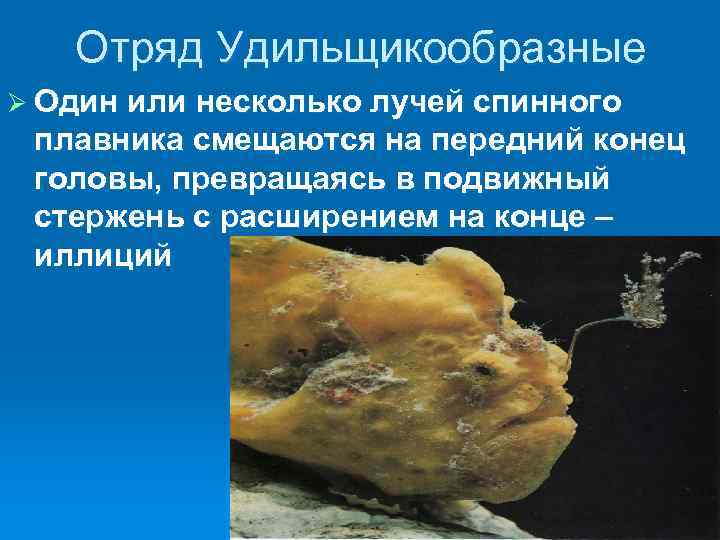 Отряд Удильщикообразные Ø Один или несколько лучей спинного плавника смещаются на передний конец головы,