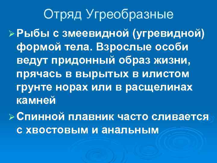 Отряд Угреобразные Ø Рыбы с змеевидной (угревидной) формой тела. Взрослые особи ведут придонный образ