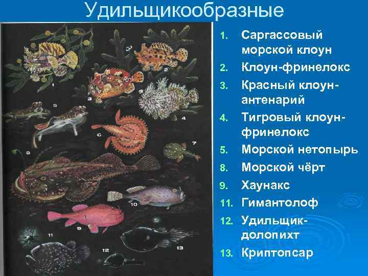 Удильщикообразные Саргассовый морской клоун 2. Клоун-фринелокс 3. Красный клоунантенарий 4. Тигровый клоунфринелокс 5. Морской