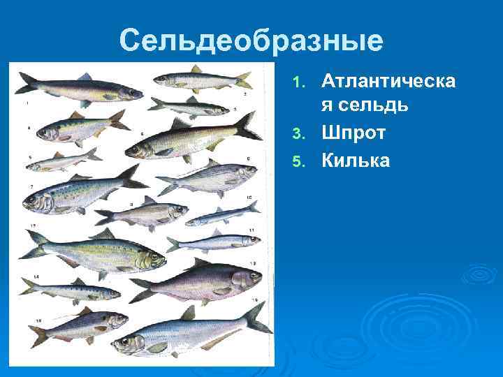 Представители отряда сельдеобразные. Отряд Сельдеобразные представители. Сельдеобразные рыбы представители. Питание сельдеобразных. Рыбы отряда Сельдеобразные.