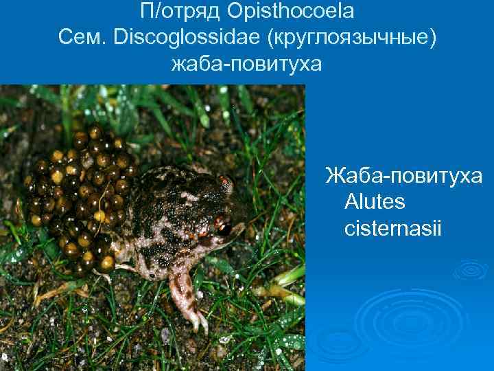 П/отряд Opisthocoela Сем. Discoglossidae (круглоязычные) жаба-повитуха Жаба-повитуха Alutes cisternasii 