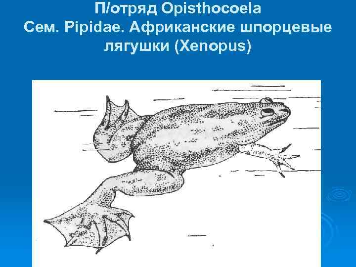 П/отряд Opisthocoela Сем. Pipidae. Африканские шпорцевые лягушки (Xenopus) 