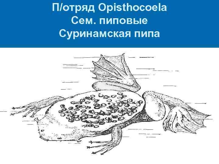 П/отряд Opisthocoela Сем. пиповые Суринамская пипа 