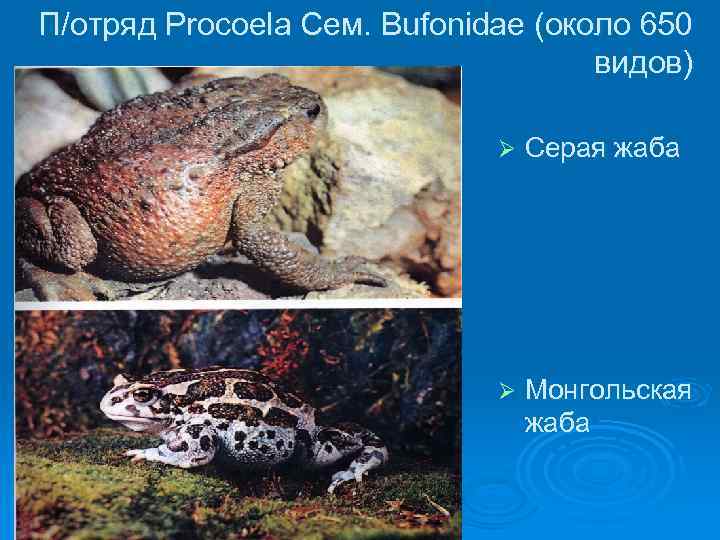 П/отряд Procoela Сем. Bufonidae (около 650 видов) Ø Серая жаба Ø Монгольская жаба 