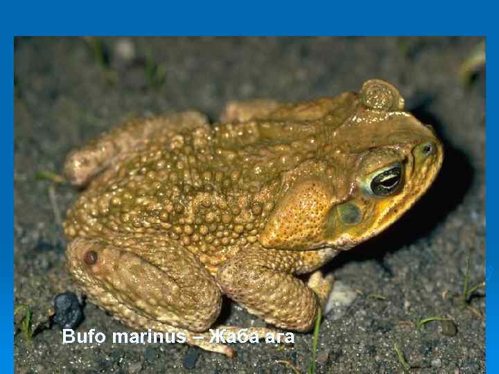 Bufo marinus – Жаба ага 