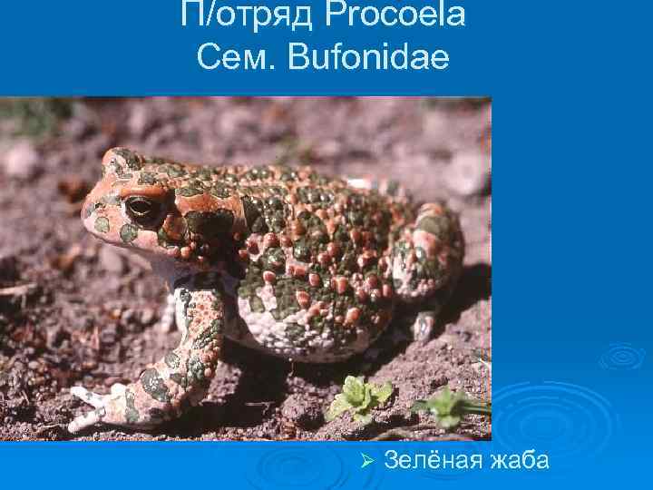 П/отряд Procoela Сем. Bufonidae Ø Зелёная жаба 