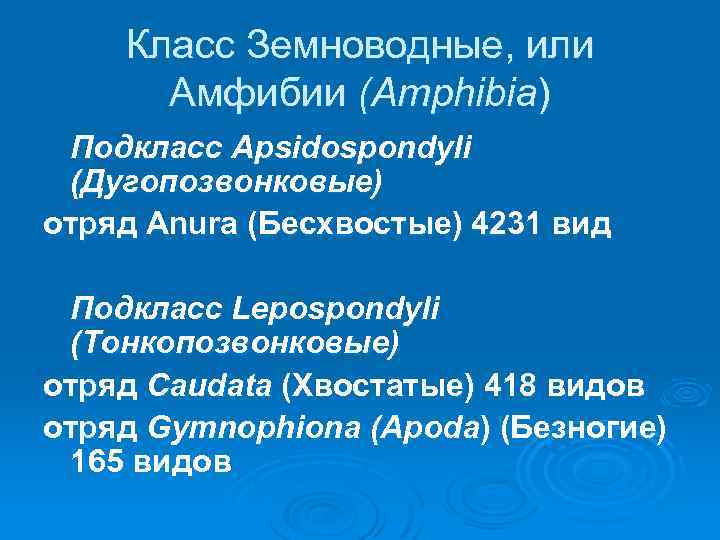 Класс Земноводные, или Aмфибии (Amphibia) Подкласс Apsidospondyli (Дугопозвонковые) отряд Anura (Бесхвостые) 4231 вид Подкласс