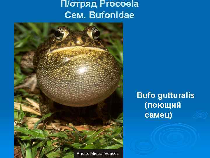 П/отряд Procoela Cем. Bufonidae Bufo gutturalis (поющий самец) 