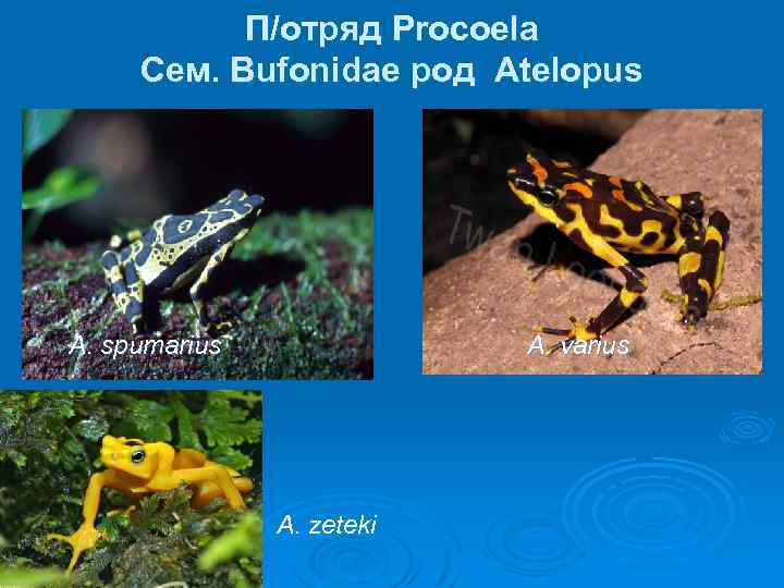 П/отряд Procoela Сем. Bufonidae род Аtelopus A. spumarius A. varius A. zeteki 