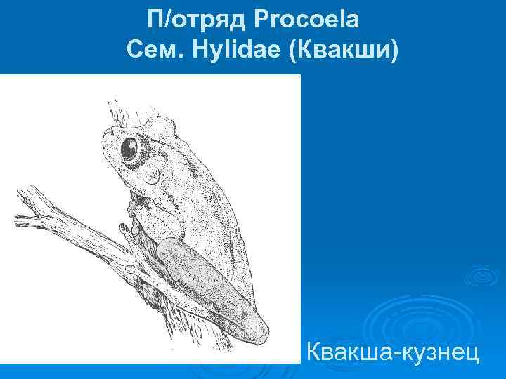 П/отряд Procoela Сем. Hylidae (Квакши) Квакша-кузнец 