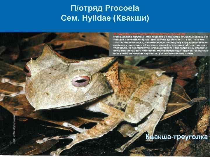 П/отряд Procoela Сем. Hylidae (Квакши) Квакша-треуголка 