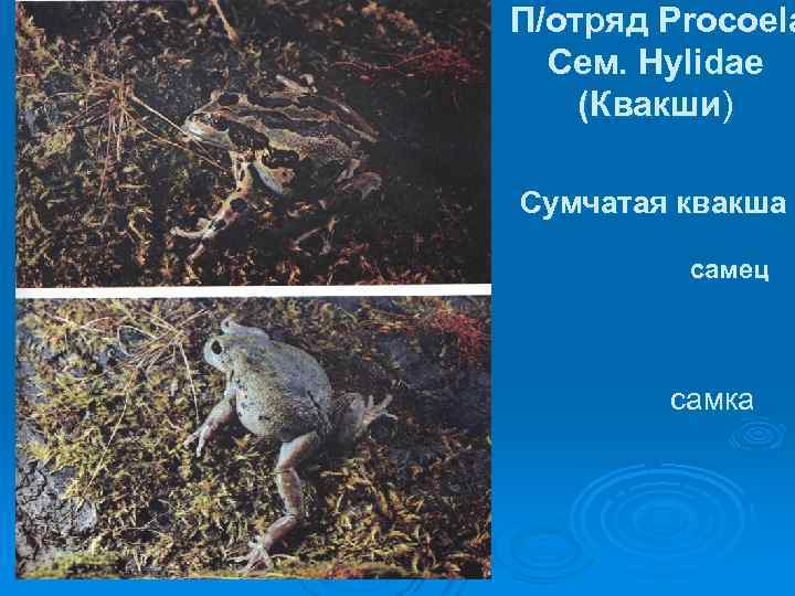 П/отряд Procoela Сем. Hylidae (Квакши) Сумчатая квакша самец самка 