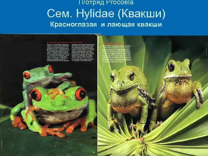 П/отряд Procoela Сем. Hylidae (Квакши) Красноглазая и лающая квакши 