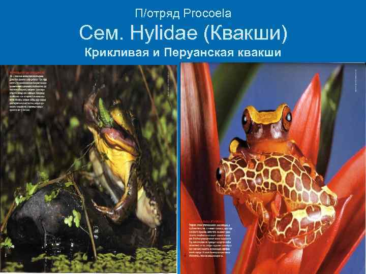 П/отряд Procoela Сем. Hylidae (Квакши) Крикливая и Перуанская квакши 