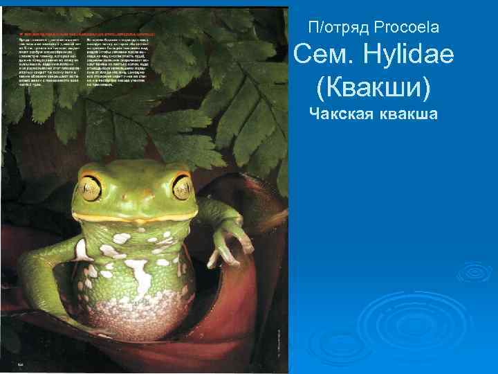 П/отряд Procoela Сем. Hylidae (Квакши) Чакская квакша 