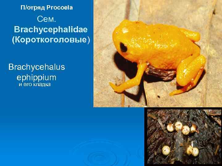 П/отряд Procoela Сем. Brachycephalidae (Короткоголовые) Brachycehalus ephippium и его кладка 